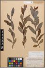 Foto von Salix caprea L. x Salix purpurea L.